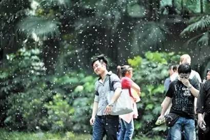 注意 | 又到了“大雪纷飞”的季节，当心柳絮的危害